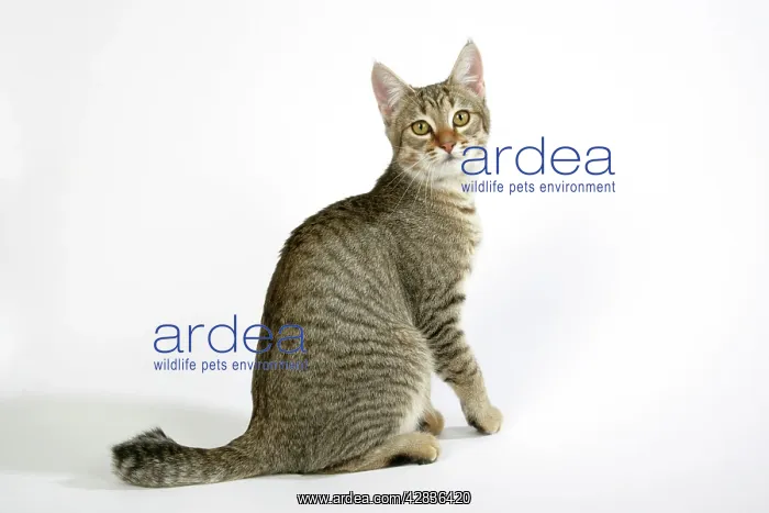 : Cat - Pixie-Bob sitting looking around : Cat - Pixie-Bob sitting looking around