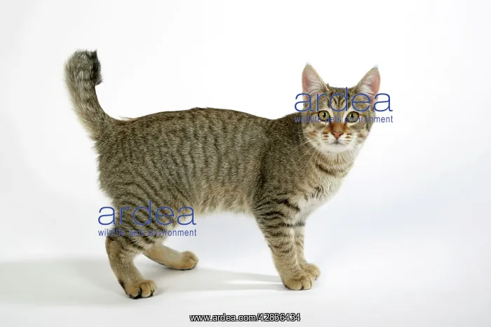 : Cat - Pixie-Bob standing : Cat - Pixie-Bob standing