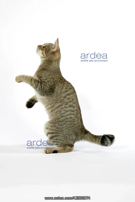 : Cat - Pixie-Bob standing on back legs : Cat - Pixie-Bob standing on back legs
