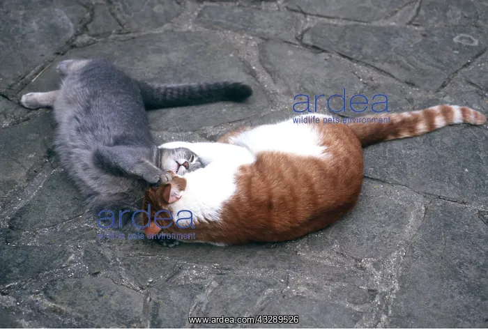 : CAT - PLAYFIGHTING : CAT - PLAYFIGHTING