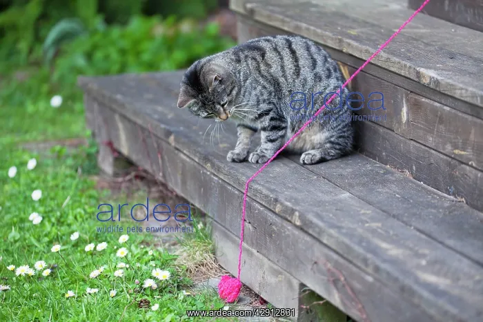 : Cat - playing with ball of wool in garden : Cat - playing with ball of wool in garden