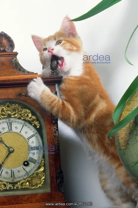  : Cat - playing with clock