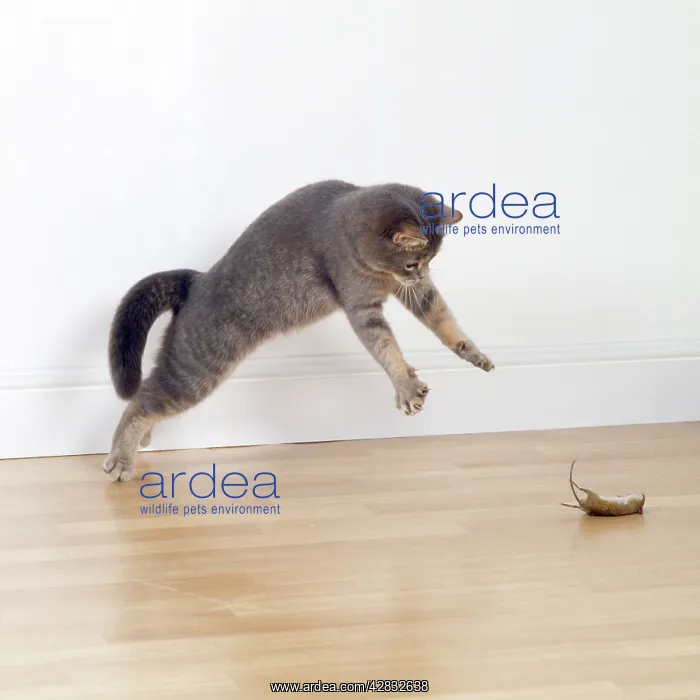  : Cat - playing with a dead mouse