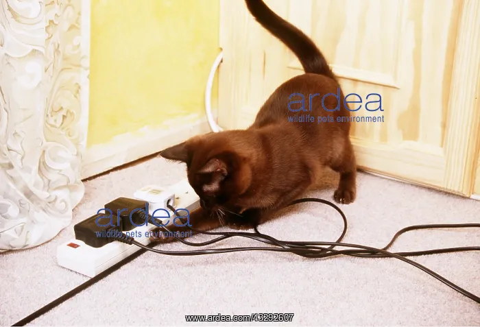 : CAT - playing with electric cable / wires A common : CAT - playing with electric cable / wires A common