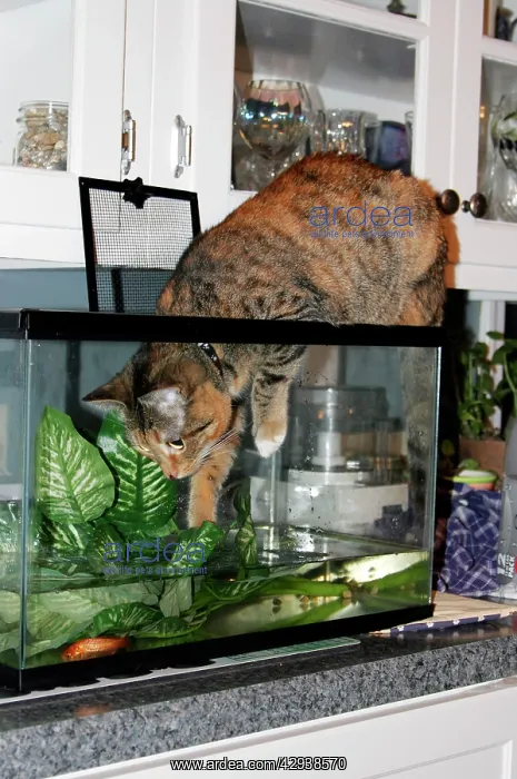 : Cat - playing in fish tank : Cat - playing in fish tank