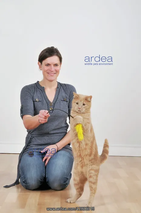 : Cat - playing with owner & feather duster : Cat - playing with owner & feather duster
