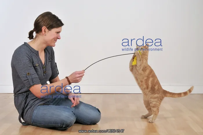: Cat - playing with owner & feather duster : Cat - playing with owner & feather duster