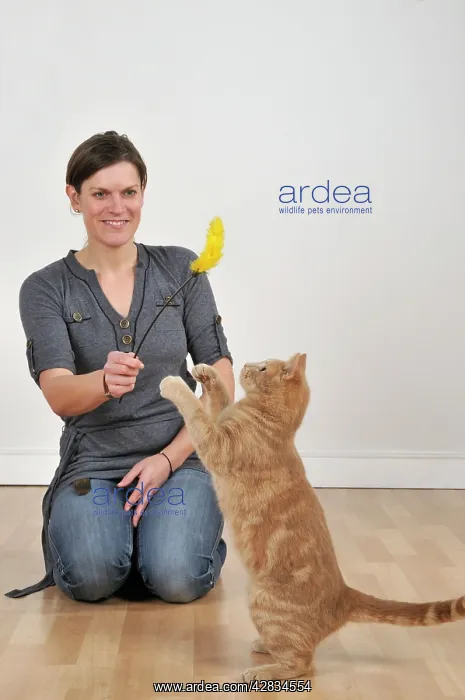 : Cat - playing with owner & feather duster : Cat - playing with owner & feather duster