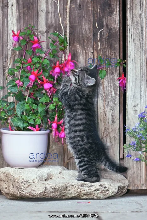 : Cat - playing with plant - outdoors : Cat - playing with plant - outdoors