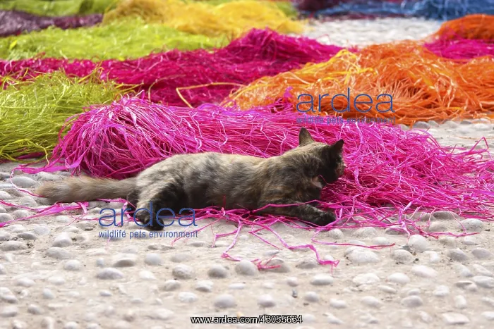 : Cat playing in the raffia in Essaouira Morocco : Cat playing in the raffia in Essaouira Morocco