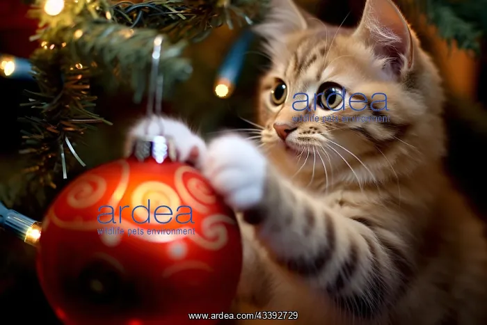 : Cat playing with red Christmas tree bauble. KI generiert : Cat playing with red Christmas tree bauble. KI generiert