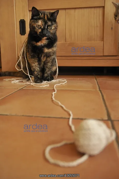 : Cat playing with a spool of thread France : Cat playing with a spool of thread France
