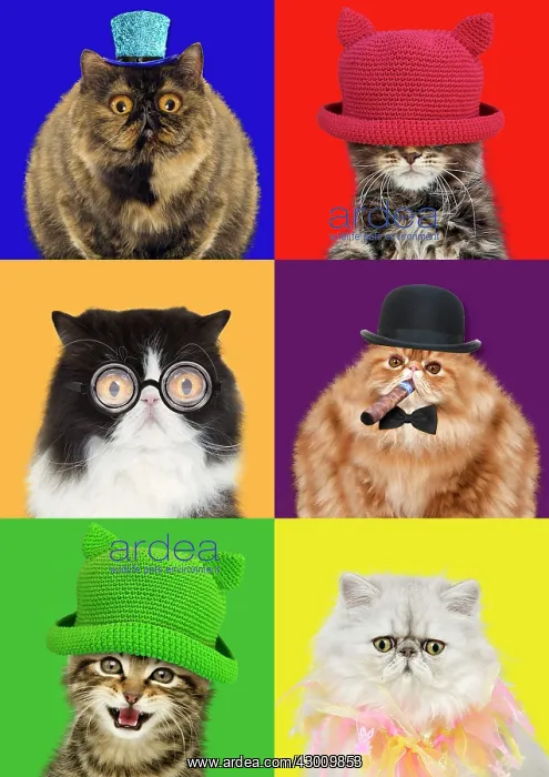 : Cat political party candidate cats Conservative : Cat political party candidate cats Conservative