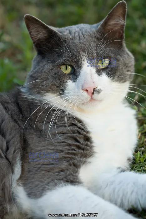 : Cat portrait in a kitchen garden in Provence : Cat portrait in a kitchen garden in Provence