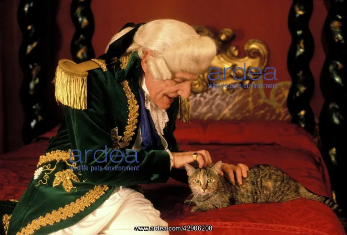 : Cat - on four poster bed being stroked by man in : Cat - on four poster bed being stroked by man in