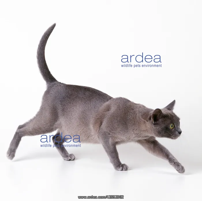  : Cat - pregnant