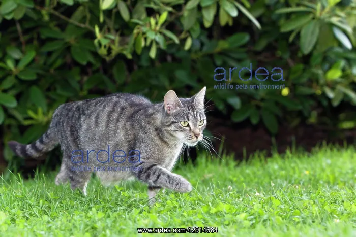  : Cat - prowling through garden