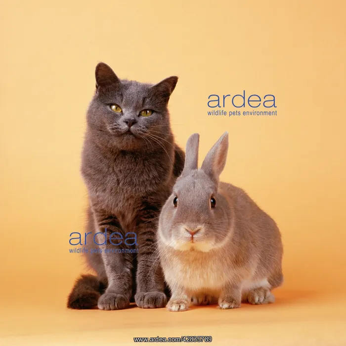 : CAT and Rabbit : CAT and Rabbit
