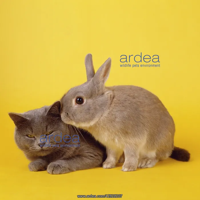 : Cat & Rabbit - captionable Easter image : Cat & Rabbit - captionable Easter image