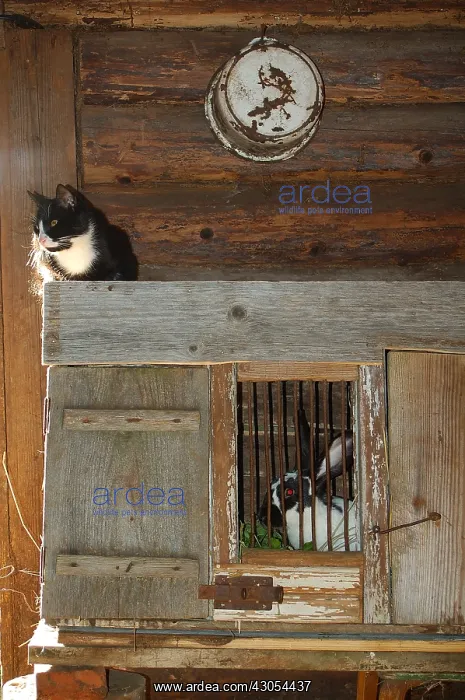 : Cat and rabbit in a cowshed in Latvia : Cat and rabbit in a cowshed in Latvia