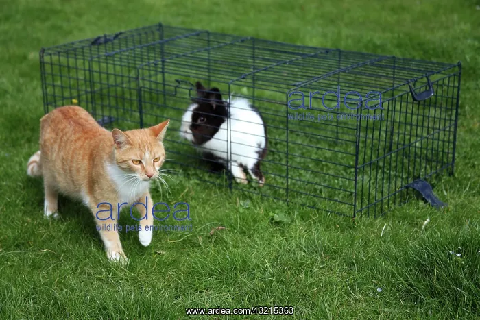 : Cat in front of a rabbit inside a cage : Cat in front of a rabbit inside a cage