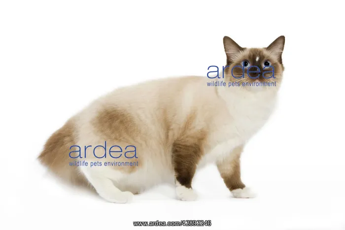  : Cat - Ragdoll