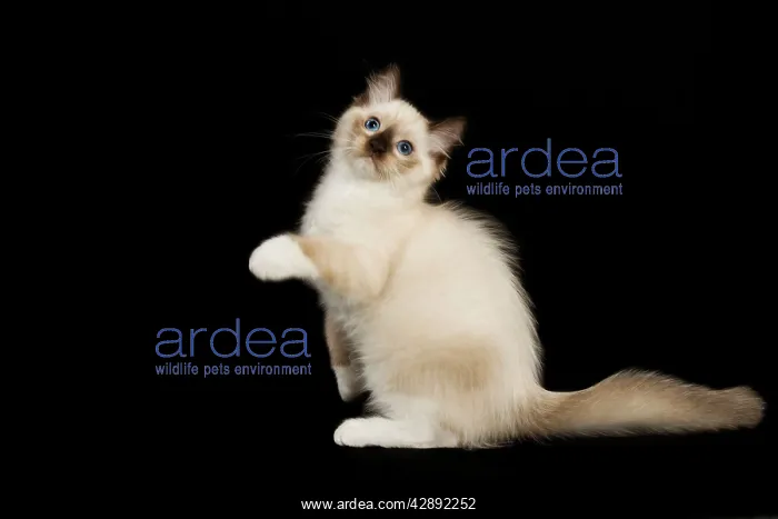  : Cat - Ragdoll