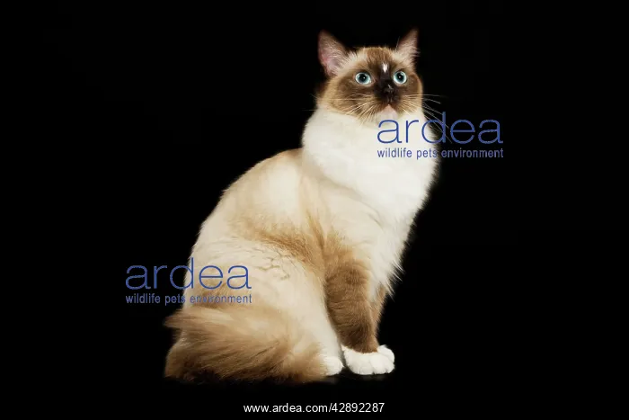  : Cat - Ragdoll