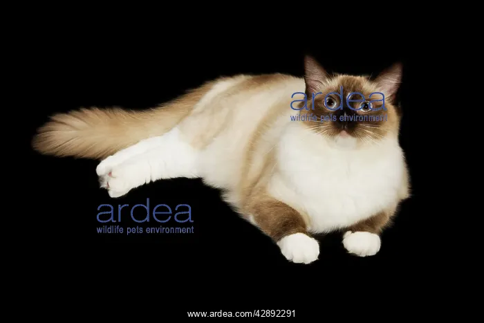  : Cat - Ragdoll