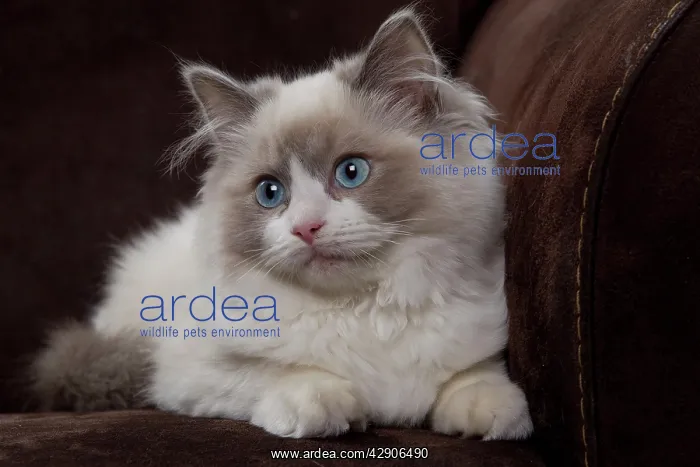  : Cat - Ragdoll