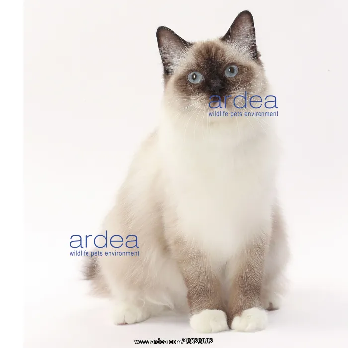  : Cat Ragdoll