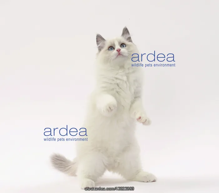  : Cat Ragdoll