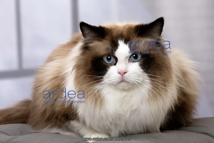  : Cat Ragdoll