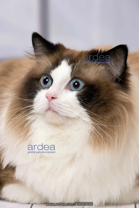  : Cat Ragdoll
