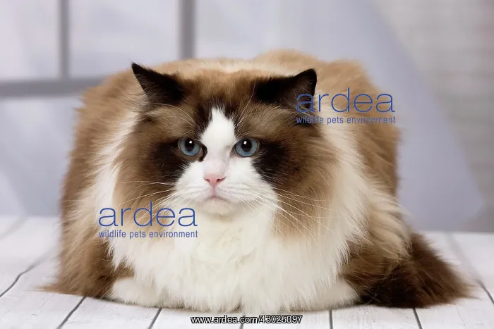  : Cat Ragdoll