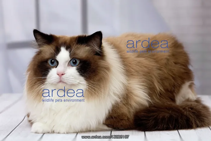  : Cat Ragdoll