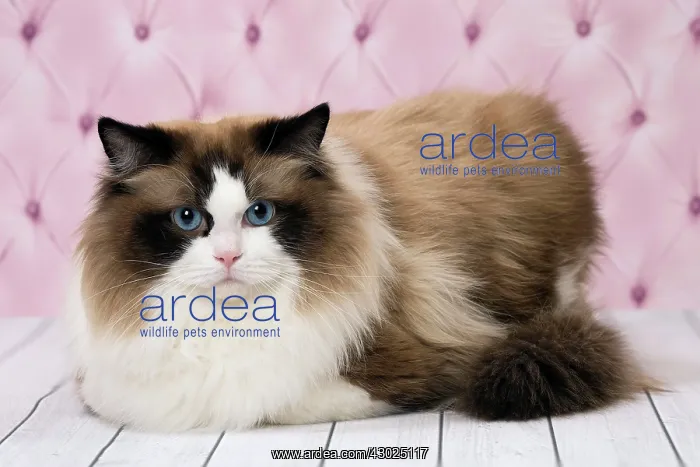  : Cat Ragdoll