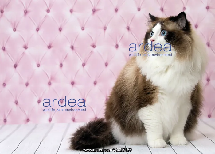  : Cat Ragdoll