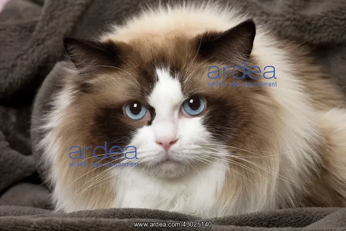  : Cat Ragdoll