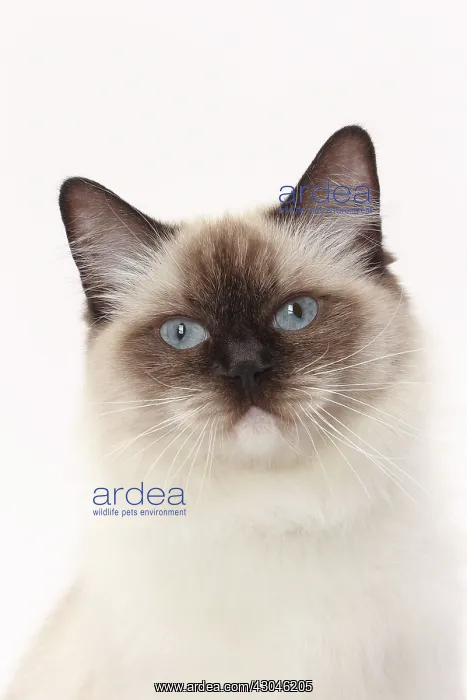  : Cat Ragdoll