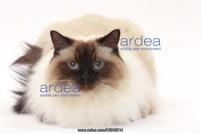  : Cat Ragdoll