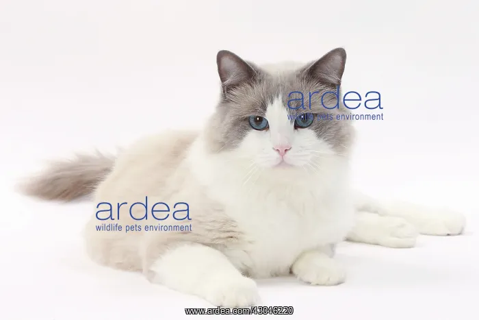  : Cat Ragdoll