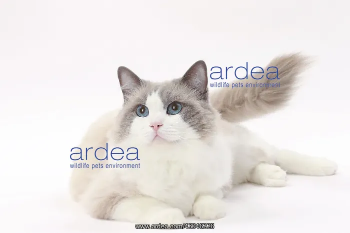  : Cat Ragdoll