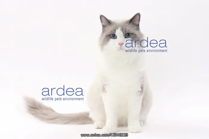  : Cat Ragdoll