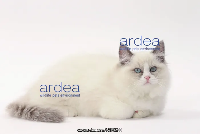  : Cat Ragdoll