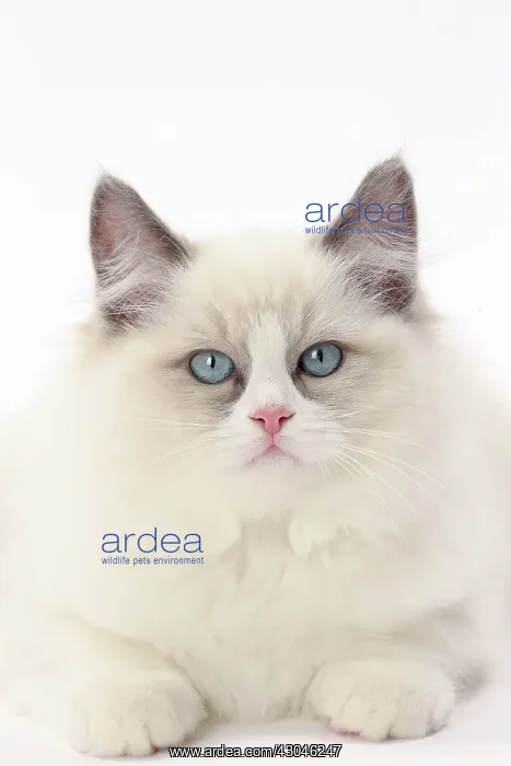  : Cat Ragdoll