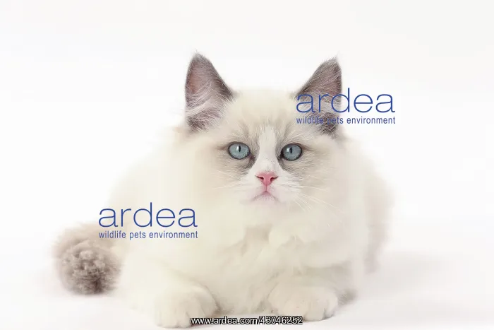  : Cat Ragdoll