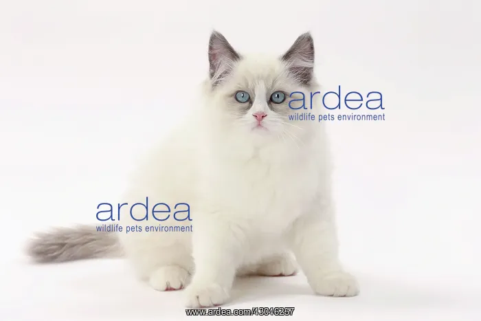  : Cat Ragdoll