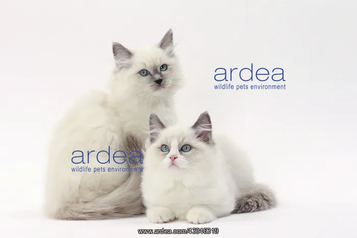  : Cat Ragdoll