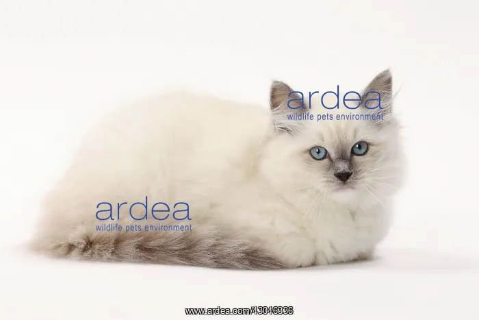  : Cat Ragdoll